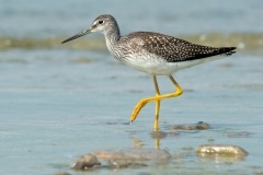 shutterstock_155940656