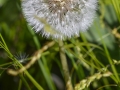 _8007631