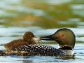 Loon Pictures 014