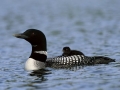 loon1234
