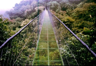 monteverde-rainforest-in-costa-rica2