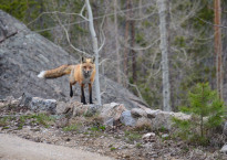 Shadowcliff fox