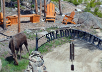 Shadowcliff moose 2